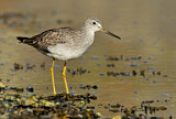 Image. Greater Yellowlegs
