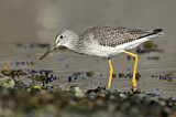 Image. Greater Yellowlegs