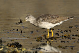 Image. Greater Yellowlegs