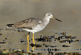 Image. Greater Yellowlegs