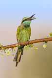 Image. Green Bee-eater