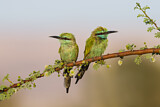Image. Green Bee-eater