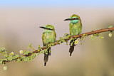 Image. Green Bee-eater
