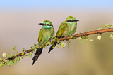 Image. Green Bee-eater