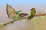 Image. Green Bee-eater