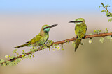 Image. Green Bee-eater