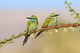 Image. Green Bee-eater