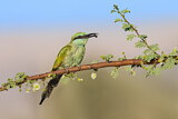 Image. Green Bee-eater