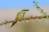 Image. Green Bee-eater