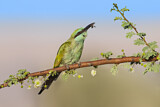 Image. Green Bee-eater
