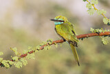 Image. Green Bee-eater