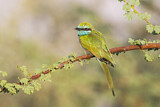 Image. Green Bee-eater