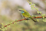 Image. Green Bee-eater