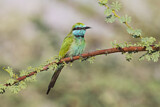 Image. Green Bee-eater