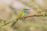 Image. Green Bee-eater