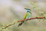 Image. Green Bee-eater