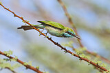 Image. Green Bee-eater