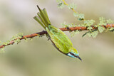 Image. Green Bee-eater