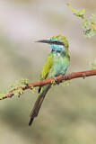 Image. Green Bee-eater