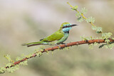 Image. Green Bee-eater