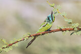 Image. Green Bee-eater