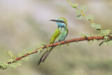 Image. Green Bee-eater