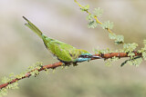 Image. Green Bee-eater