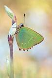 Image. Green Hairstreak