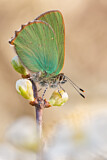 Image. Green Hairstreak