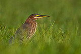 Image. Green Heron