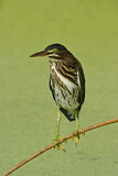 Image. Green Heron