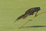Image. Green Heron