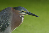 Image. Green Heron