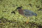 Image. Green Heron