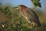 Image. Green Heron