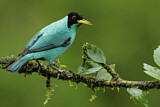 Image. Green Honeycreeper