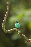 Image. Green Honeycreeper