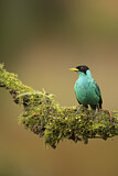 Image. Green Honeycreeper