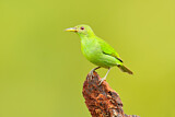 Image. Green Honeycreeper