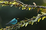 Image. Green Honeycreeper