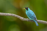 Image. Green Honeycreeper