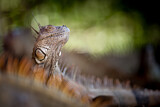 Image. Green Iguana