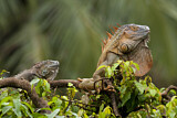Image. Green Iguana