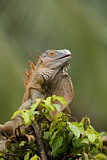 Image. Green Iguana