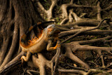 Image. Green Iguana