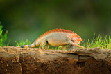 Image. Green Iguana
