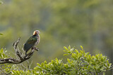 Image. Green Imperial Pigeon