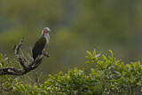 Image. Green Imperial Pigeon
