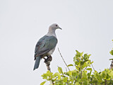 Image. Green Imperial Pigeon