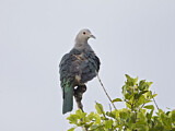 Image. Green Imperial Pigeon